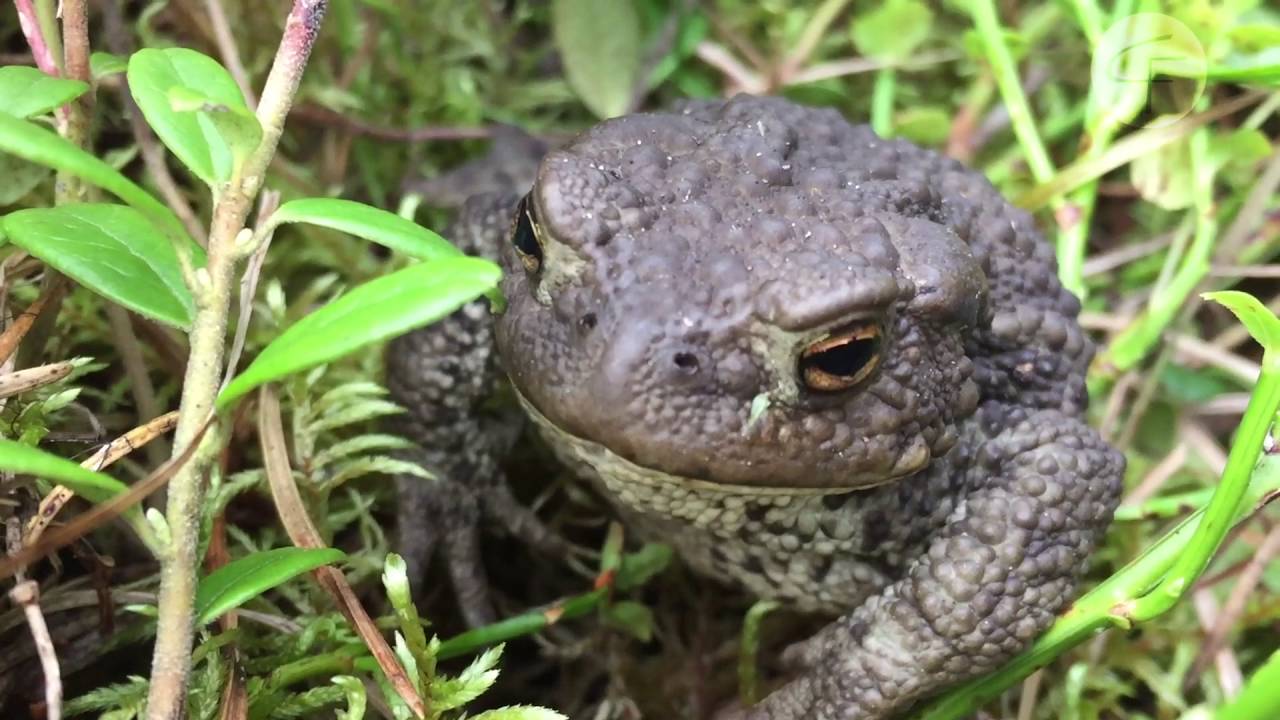 Rupikonna (Bufo bufo)