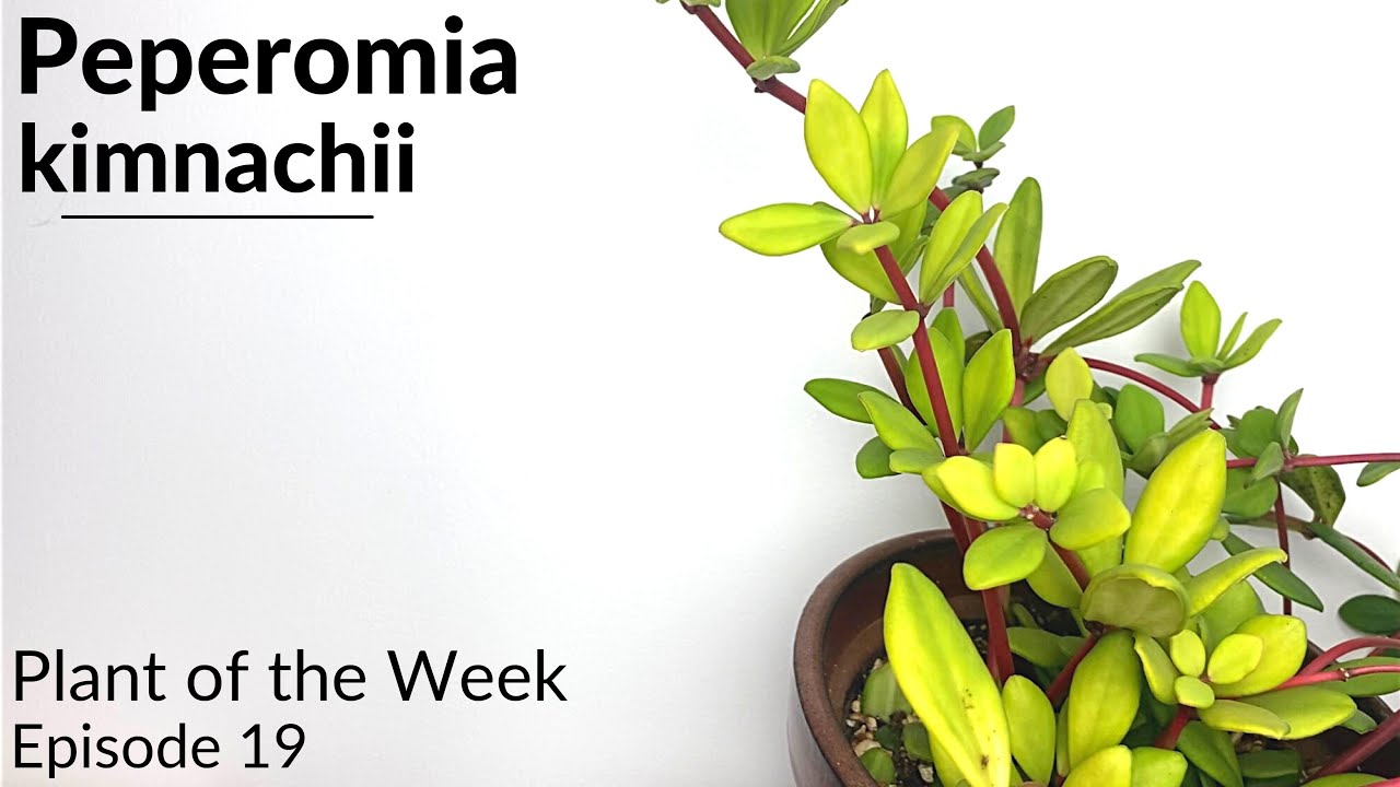 How To Care For Peperomia kimnachii | Plant Of The Week Ep. 19