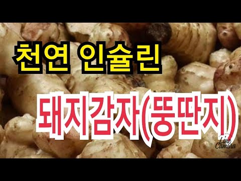 돼지감자(뚱딴지)효능. 천연인슐린. 먹는방법. 재배방법. 돼지감자 꽃.