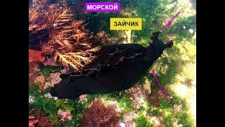 МОРЕ В ГРЕЦИИ// ОТДЫХ В ГРЕЦИИ//МОРСКОЙ ЗАЙЧИК