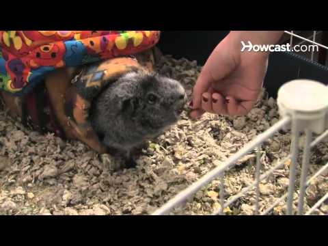 How to Care for a Pet Guinea Pig