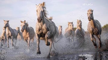 تلاوة طيبة لسورة العاديات بصوت القارئ محمود الجوهري_ إمام م. الرحمة ح. النوارية مكة المكرمة