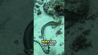 Why Did This Sea Snake Vomit an Eel?