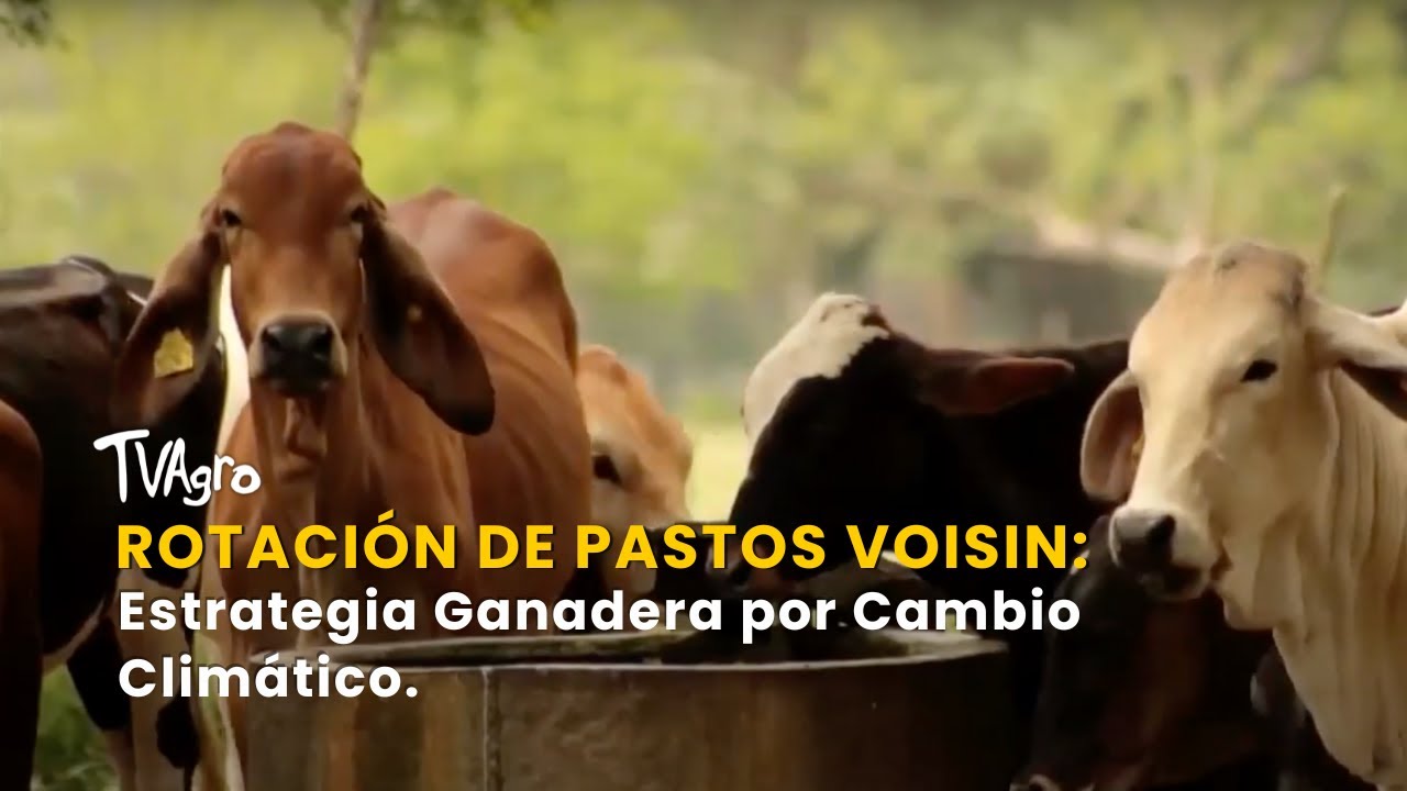 Rotación de Pastos Voisin: Estrategia Ganadera por Cambio Climático - TvAgro por Juan Gonzalo Angel
