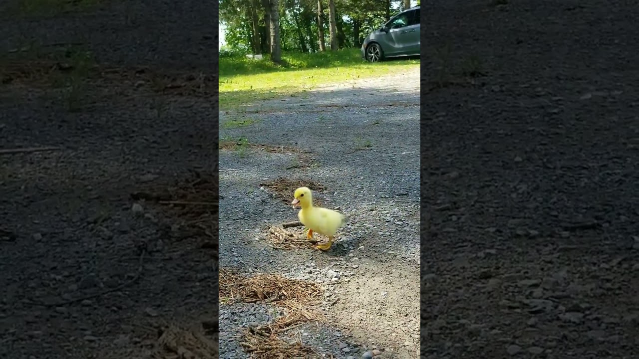 Baby duckling chirping for mom
