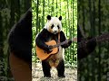 #pandadesiigner