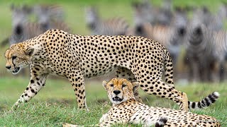 Cheetah Brothers Hunting.