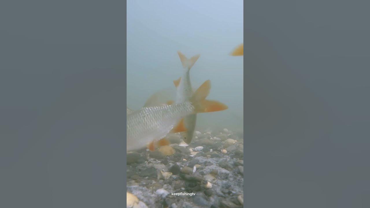 Unglaublich, was man unter Wasser entdecken kann! 💤karpfenangeln carpfishing fishinglife