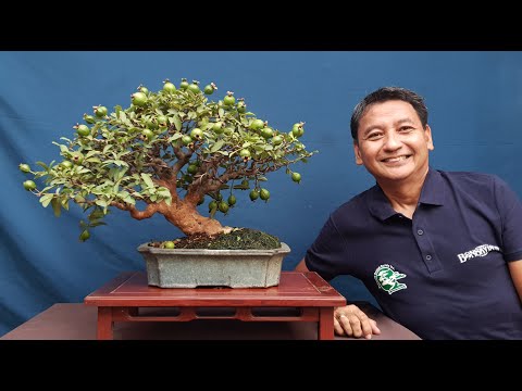 Video: Paglipat ng Mga Puno ng Guava Fruit - Alamin Kung Paano Maglipat ng Guava Tree