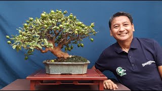 Bayabas Guava Bonsai Named Mang Kanor Expalined With Sub Le