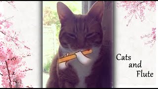 Cats playing on flute. Oriental Mix