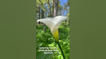 Capturing Fibonacci spirals the the white spectrum. Aka… just appreciate flowers… lol #flowers