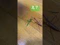 [カマキリとバッタ]目の前にバッタがじっとしてるのにwほしくて手を広げているのかと思いきや、乗り越えていった🤣#shorts#カマキリ#バッタ#昆虫#mantis