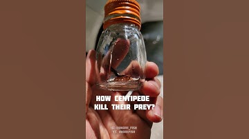Read DISCRIPTION☣️ #centipede #centipedes #centipedesofinstagram #insects #bugs #macro #insect