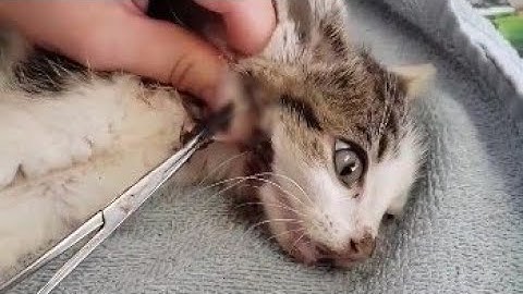 Extracting Huge Botfly From A Kitten