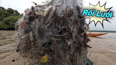 Giăng Lưới Bắt Trọn Bầy Cá Bống Sao Trước Mặt | Gia Đình Cần Giờ #482