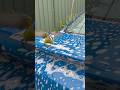 Waging the car and then this happened #cars #wash #birds #birdbath