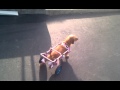 Homemade dog wheelchair Homemade dog wheelchair