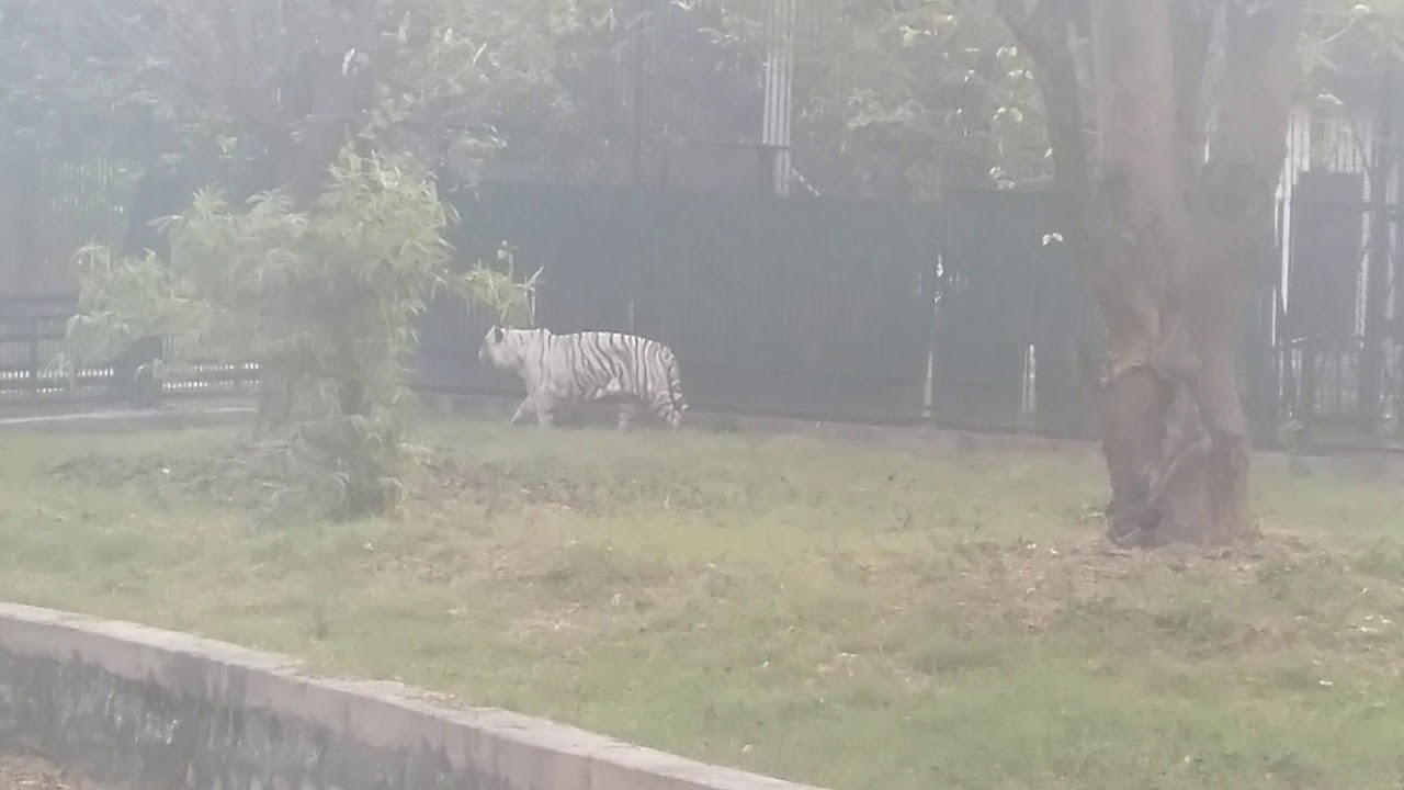zoo!! Delhi - YouTube