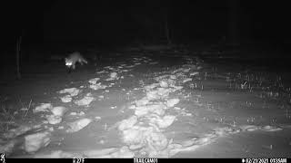 Gobblers Knob - Molly the Fox