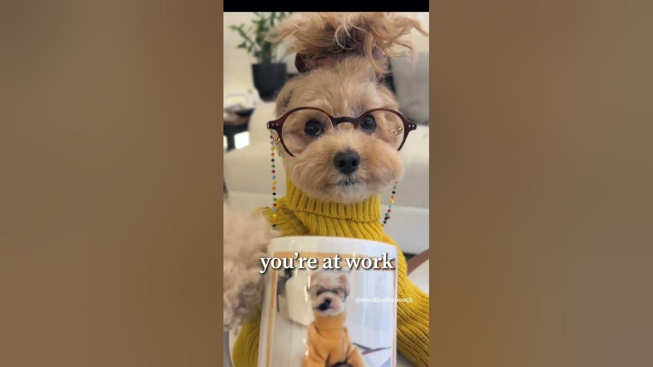 Monday mood noodlesthepooch officehumor monday funny shorts dogs