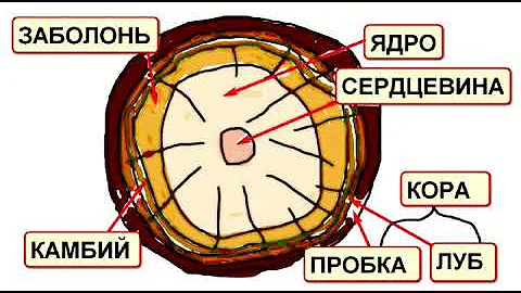 Древесина   конструкционный материал. Часть 1.