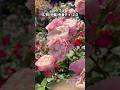 Part①【満開】爆咲き中🌹#Short #short