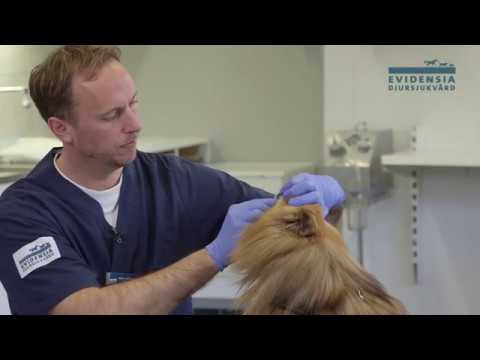 Video: Djurläkare: Varför Hundar (och Katter) Behöver Tandvård Också