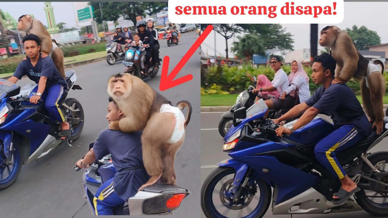 Beruk Bastian jalan jalan naik motor berdiri keliling Bekasi!!!
