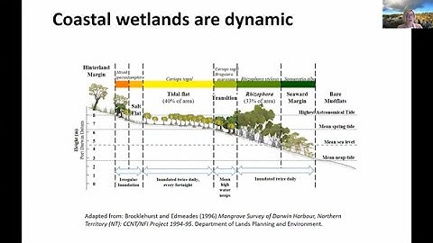 Part 2: Coastal wetlands are dynamic: global change models need local data