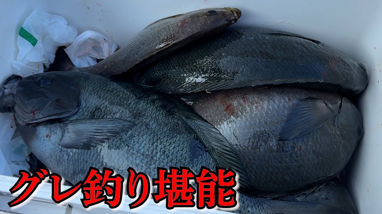 【最高】グレ釣り！今回もデカグレ釣ります！