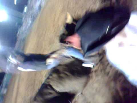 Bullride