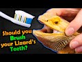 How to Brush your Bearded Dragon's Teeth!