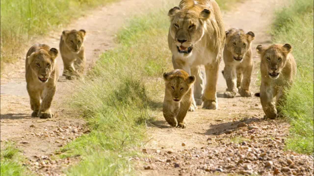 訪談 肯亞 動物大遷徙 Youtube