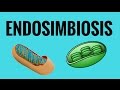 Endosimbiosis (teoría endosimbiótica)