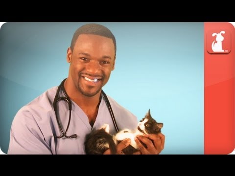 Hot Vet -