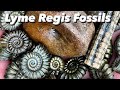 Professional Fossil Hunters! Find Fossil Hunting Surprises.🧐#fossilhunting#ammonite#fossil