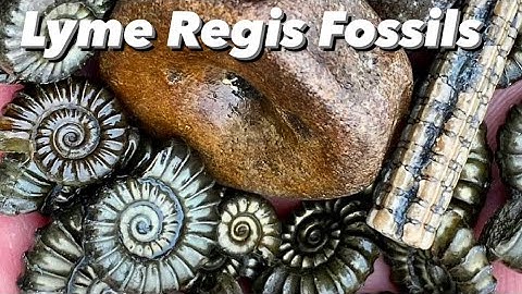 Professional Fossil Hunters! Find Fossil Hunting Surprises.🧐#fossilhunting#ammonite#fossil