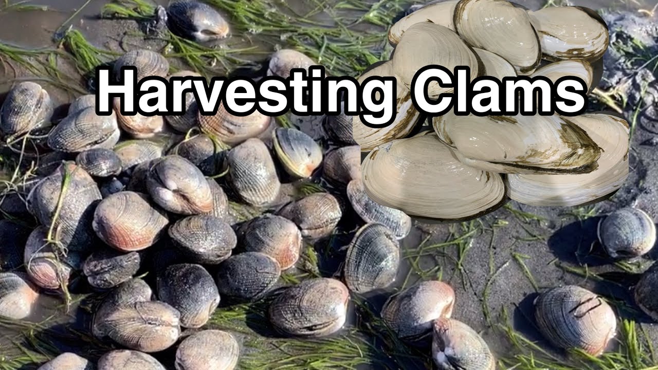 Digging Clams at Nanoose Bay // Tips for Clamming // Nanoose Bay ...