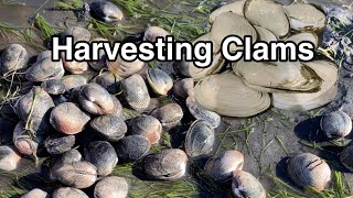 Digging Clams At Nanoose Bay Tips For Clamming Nanoose Bay Recreational Shellfish Reserve