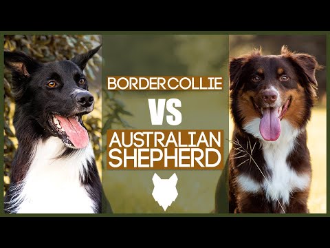 BORDER COLLIE VS AUSTRALIAN SHEPHERD