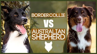 BORDER COLLIE VS AUSTRALIAN SHEPHERD