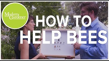 How to Help Save the Bees