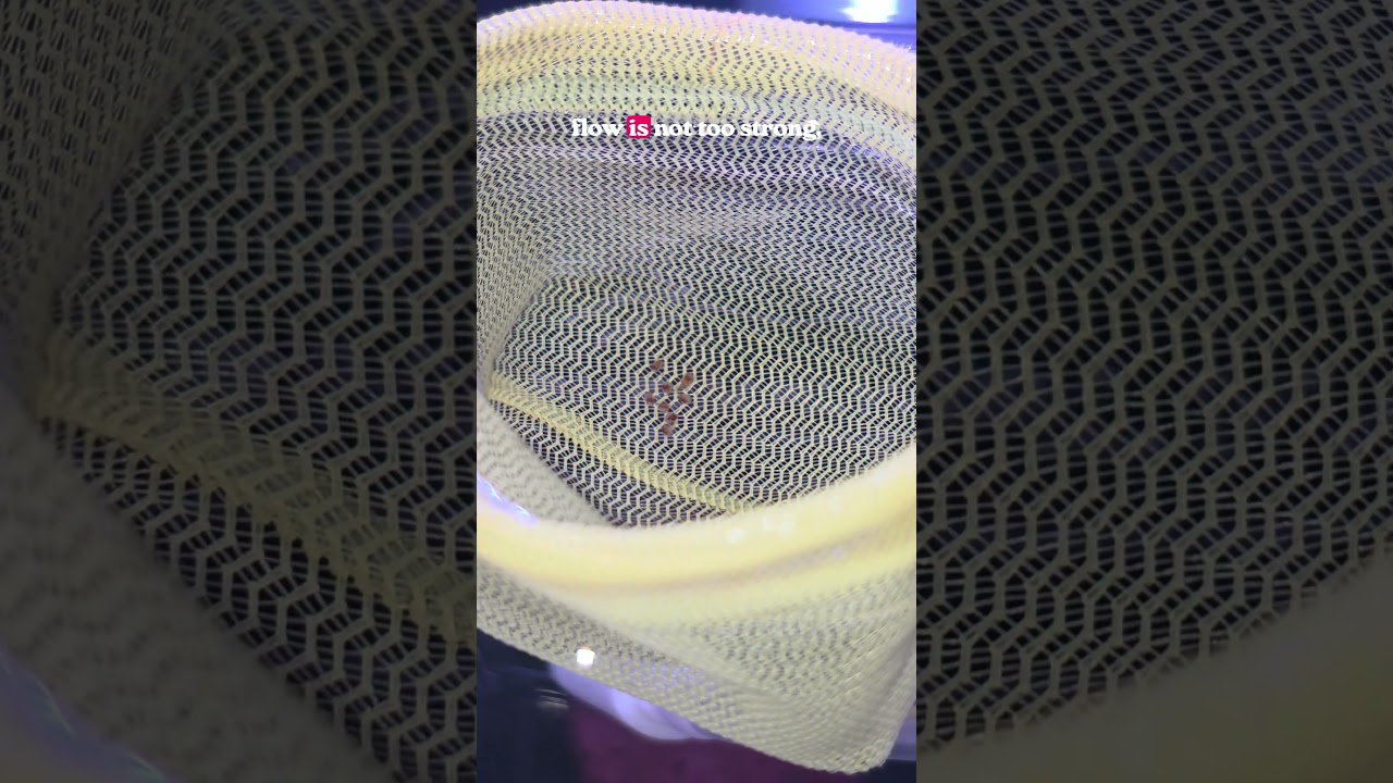 Update on the shrimp eggs  #aquarium #shrimptank
