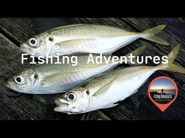 Как ловить ставриду ? И что для этого нужно ?