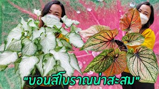 บอนสีโบราณน่าสะสม..บอนสีลูกไม้ 