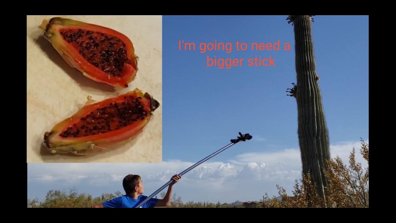Harvesting Saguaro Cactus Fruit + DIY Saguaro Syrup YouTube