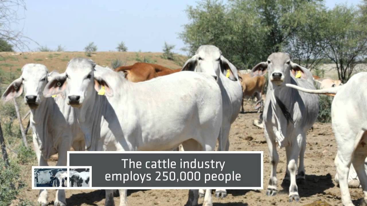 cattle industry