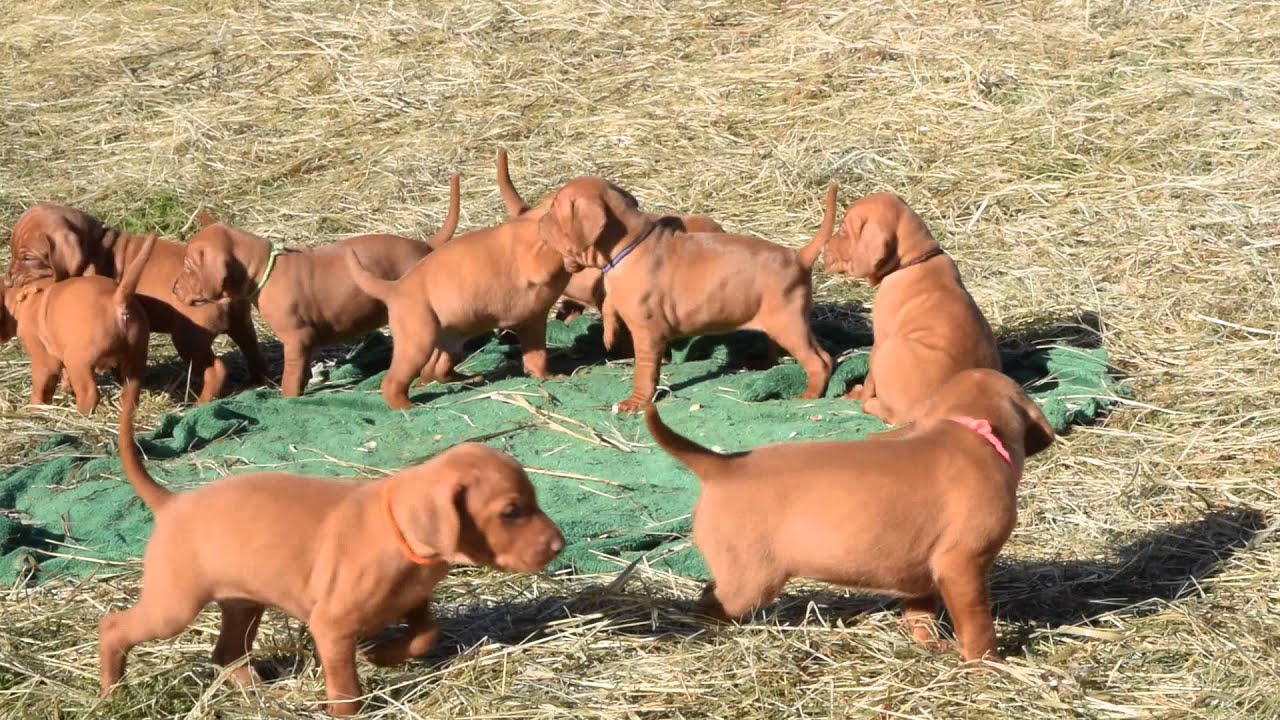 Suri Jericho Discovery Stage Morning Playtime Session