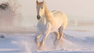 Саксофон и снег! Невероятно красивая, очень нежная и романтическая музыка! А.Обидин